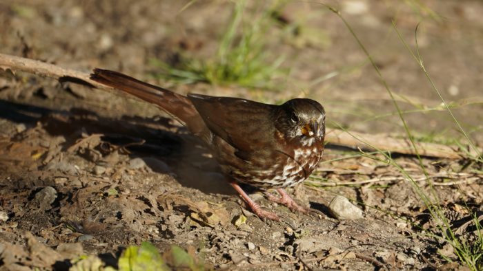 Fox sparrow