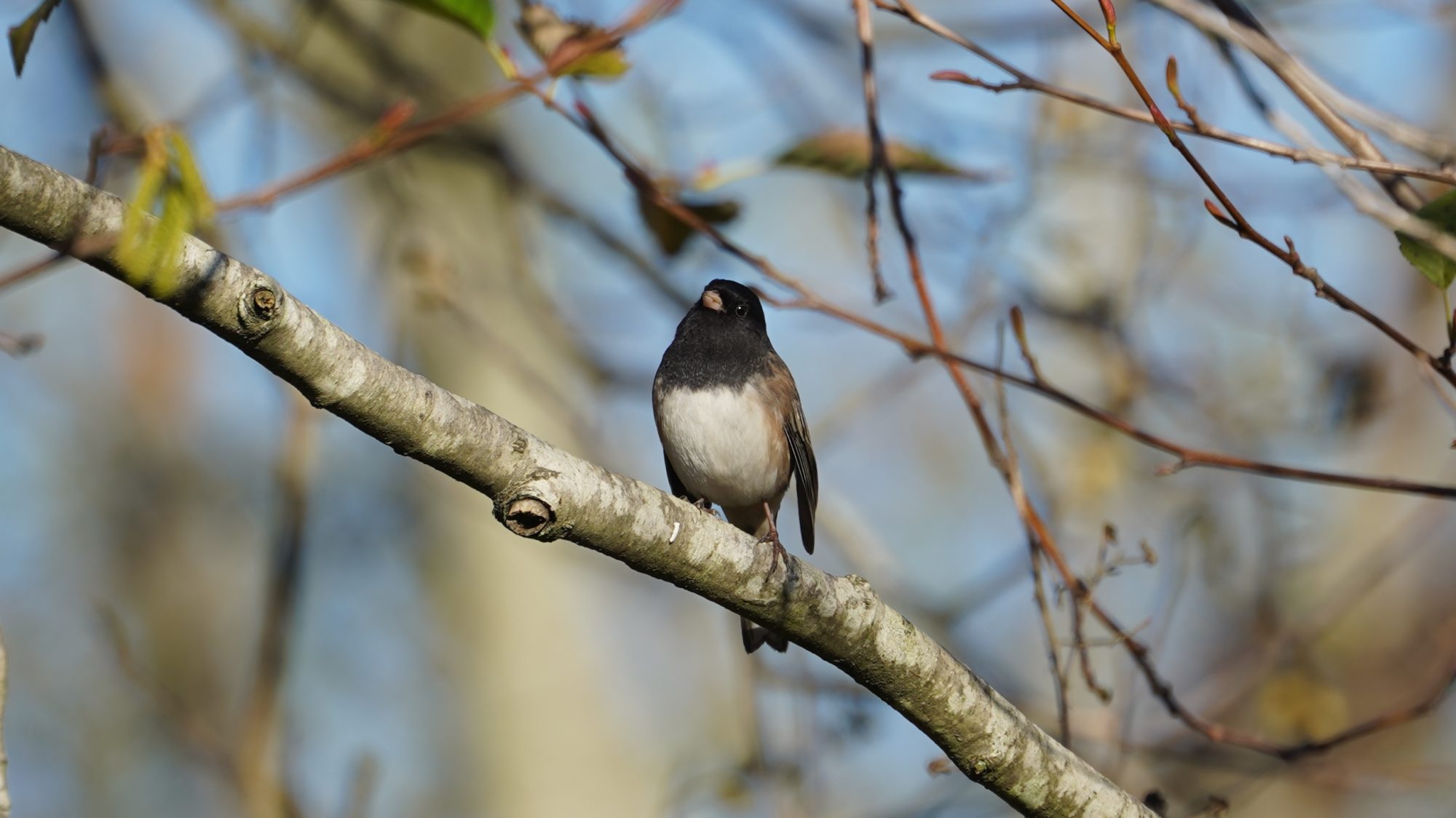 Dark-eyed junco