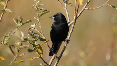 Red-winged blackbird