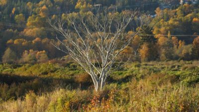 Bare tree