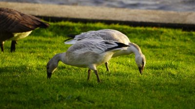 Snow geese