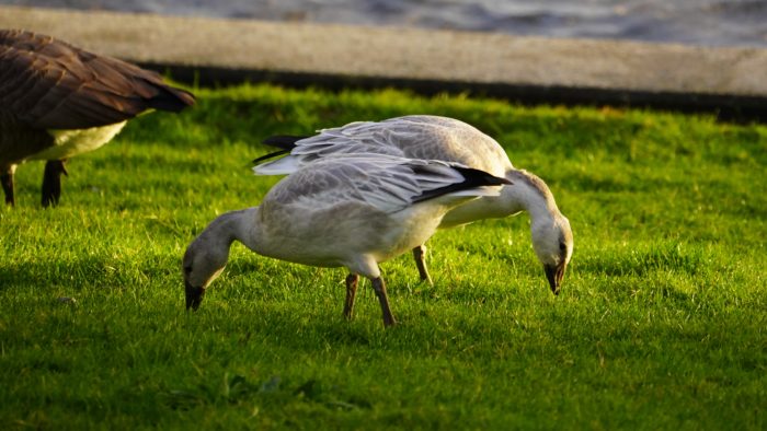 Snow geese