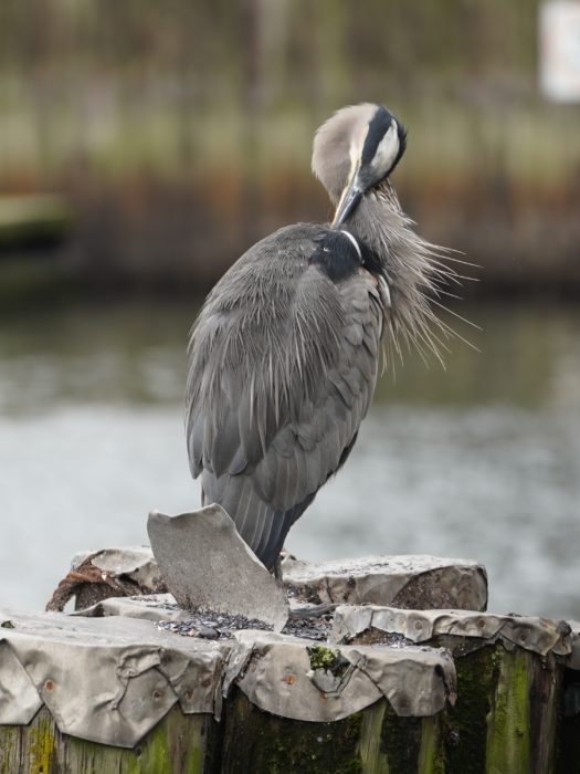 Preening heron