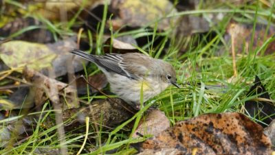 Yellow-rumped warbler