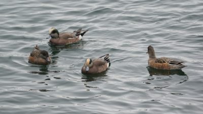 American wigeons