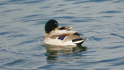 Preening mallard