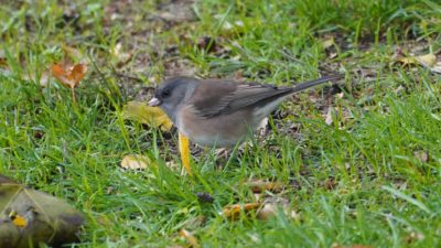 Dark-eyed junco