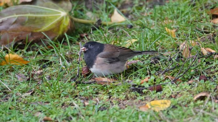 Dark-eyed junco