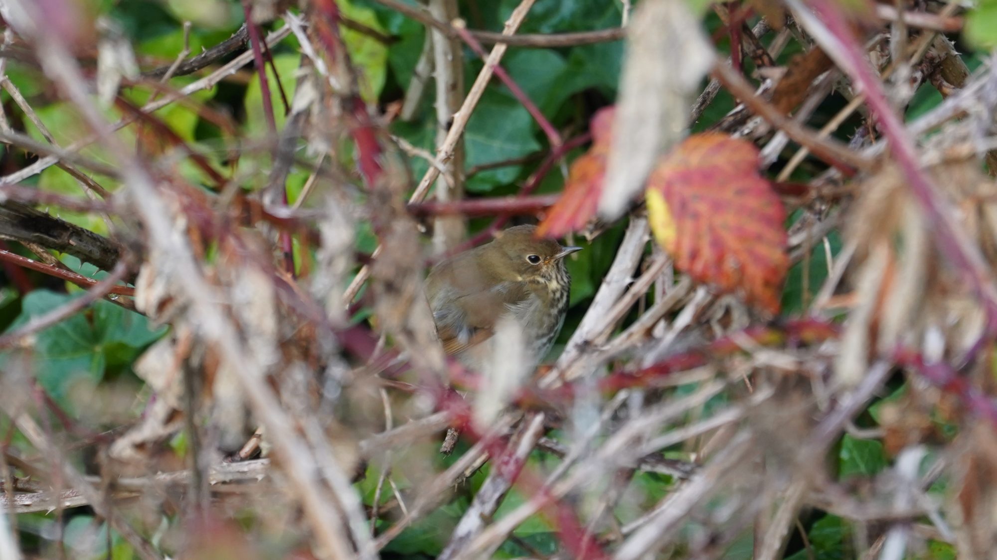 Hermit thrush