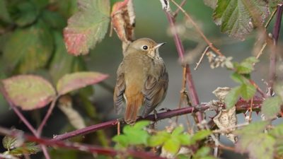 Hermit thrush