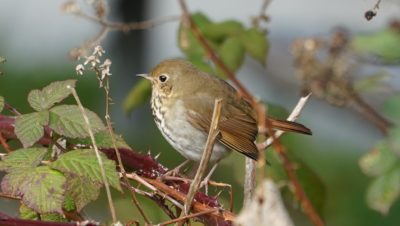 Hermit thrush