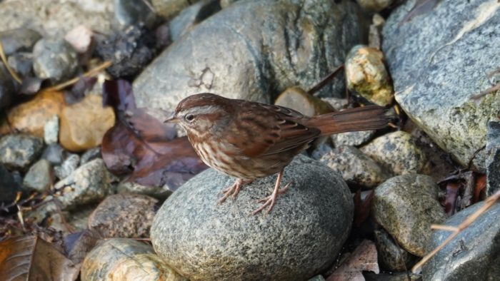 Song sparrow on the rocks