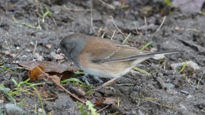 Junco on grey soil