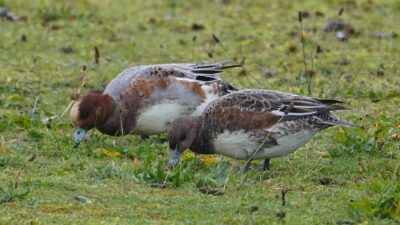 Eurasian wigeons