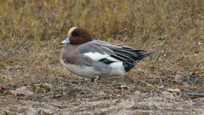 Eurasian wigeon male