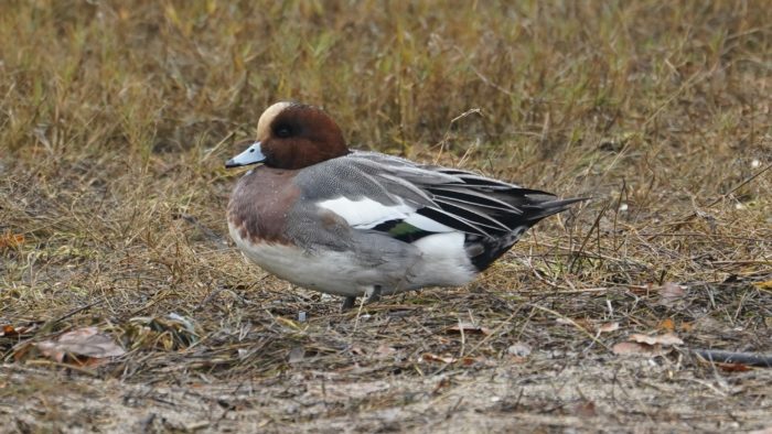 Eurasian wigeon male