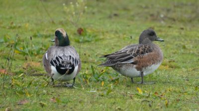 Wet wigeons