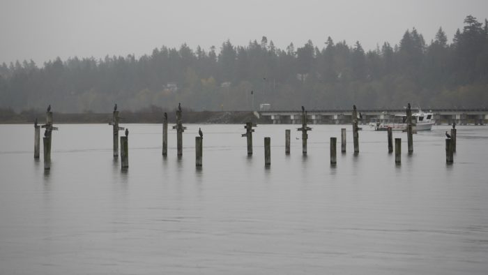 Cormorants and pilings