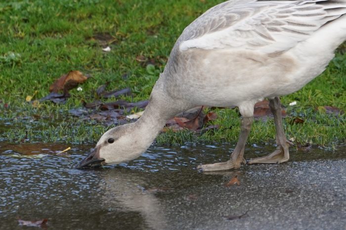 Snow goose drinking