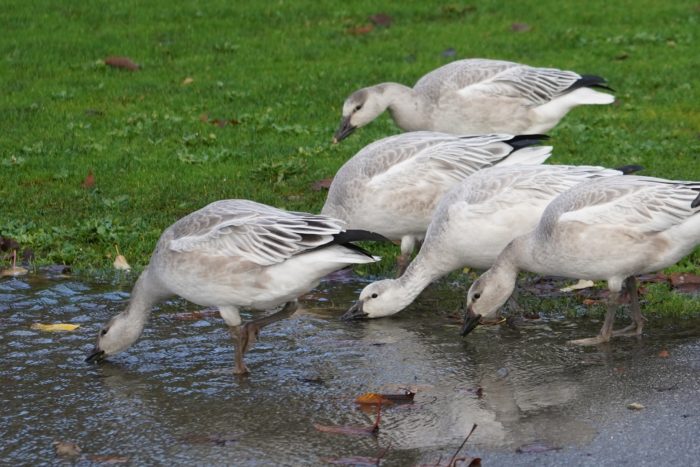 Snow geese drinking