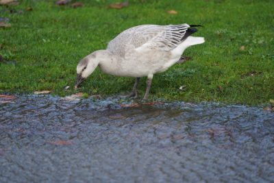 Snow goose drinking