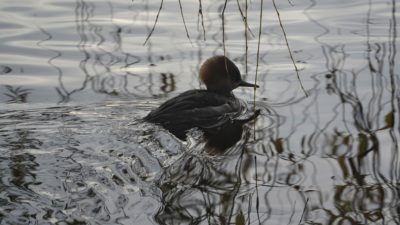 Hooded merganser