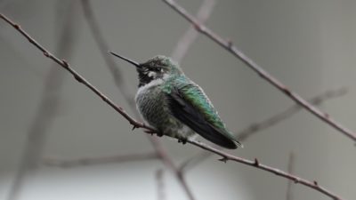 Anna's hummingbird