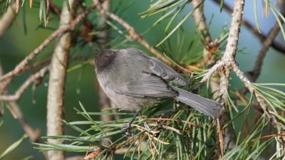 Bushtit back