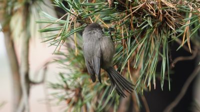 Bushtit hanging on