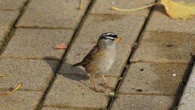 White-crowned sparrow