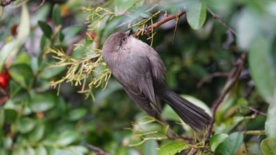 Bushtit