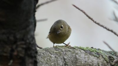 Ruby-crowned kinglet