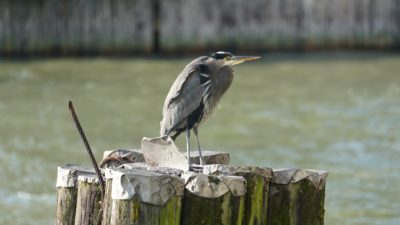 Heron facing the wind