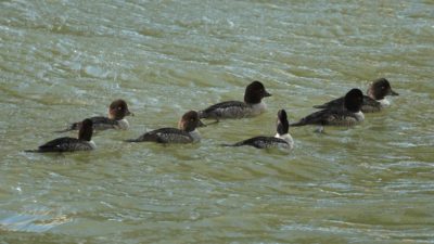 Female Barrow's goldeneyes