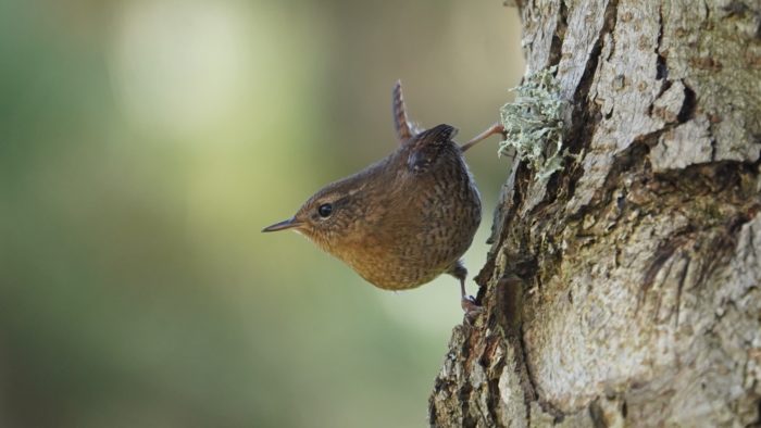 Pacific wren