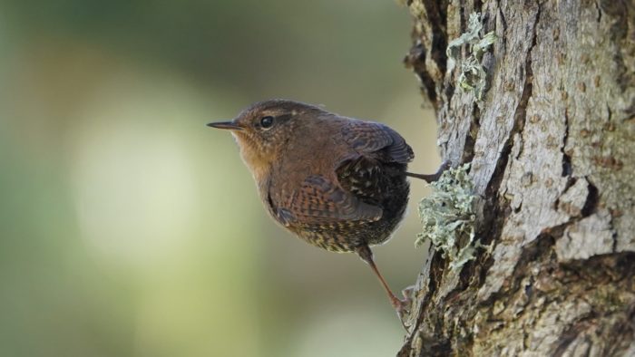 Pacific wren