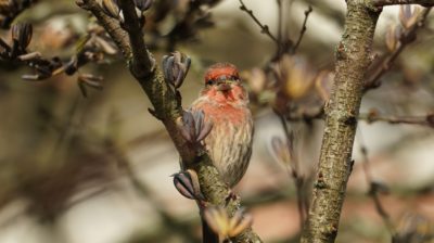 House finch