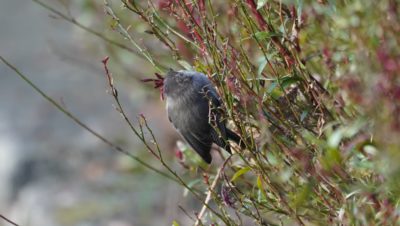 Bushtit