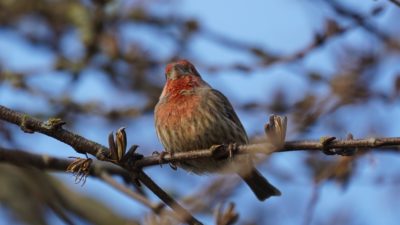 House finch