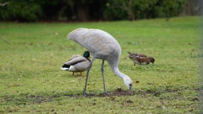 Sandhill crane