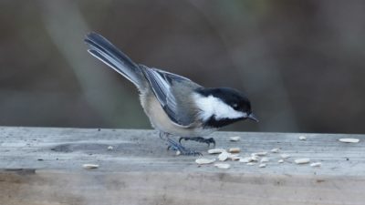 Chickadee and seeds