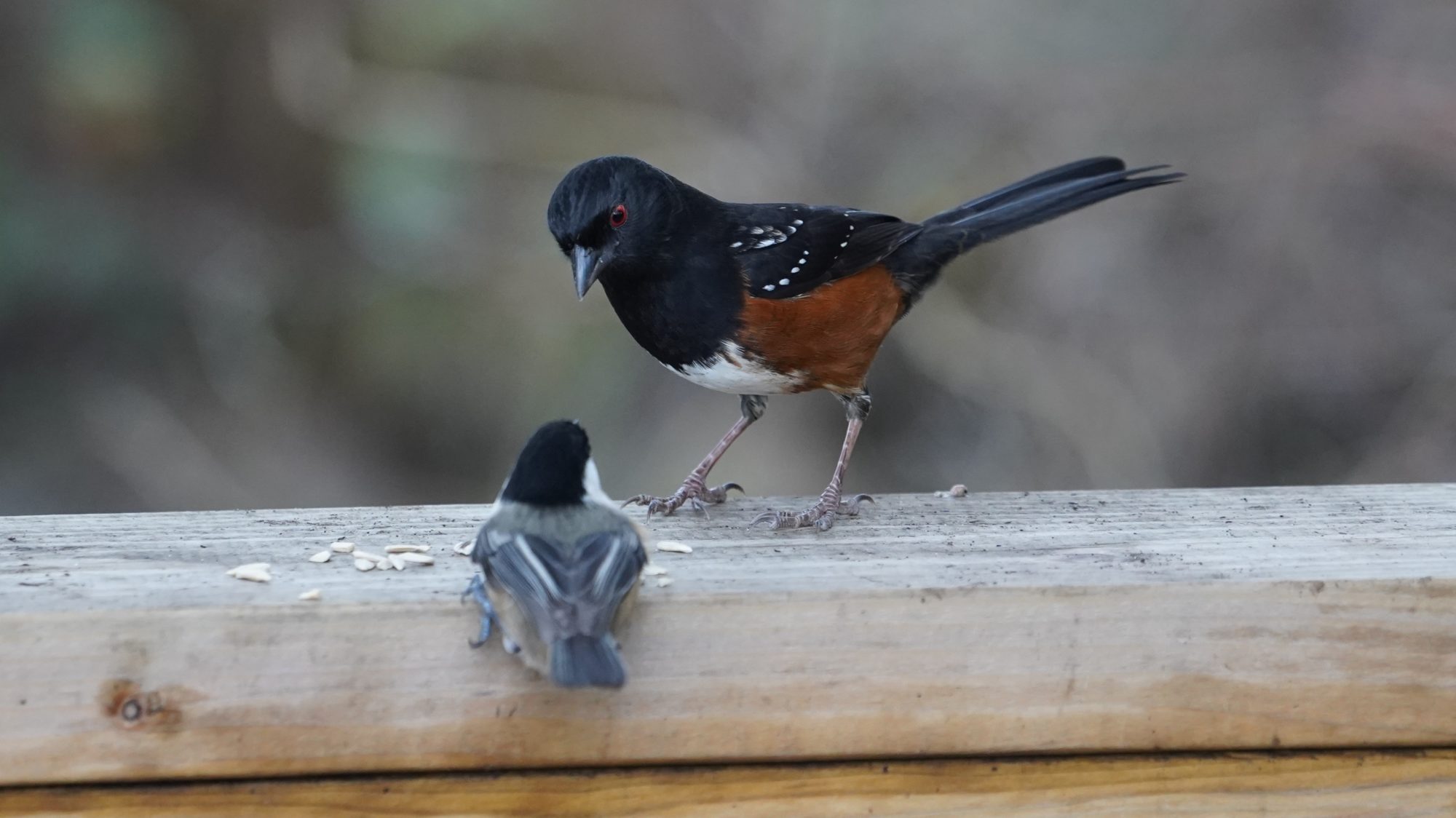 Chickadee and towhee