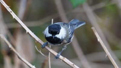 Chickadee facing me