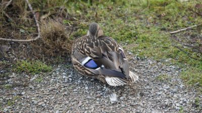 Sleeping mallard