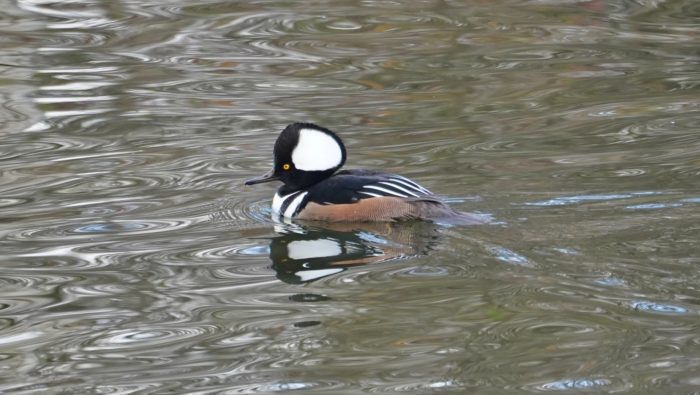 Hooded merganser