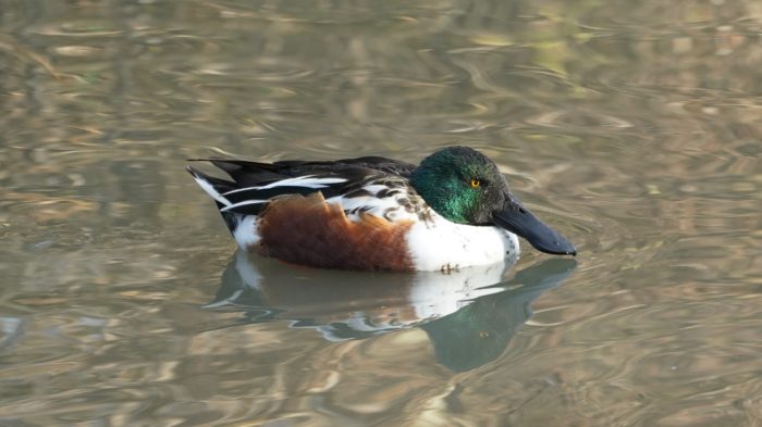 Northern shoveler