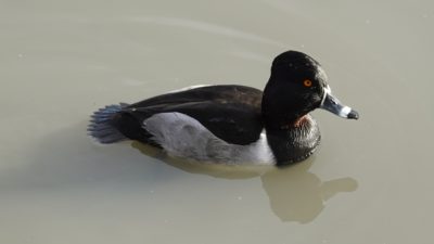 Ring-necked duck