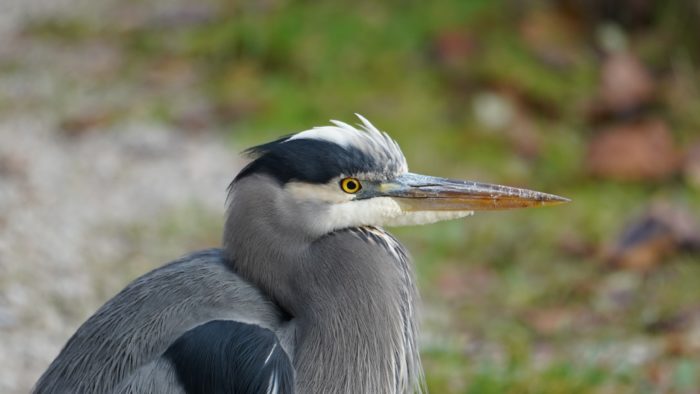 Heron