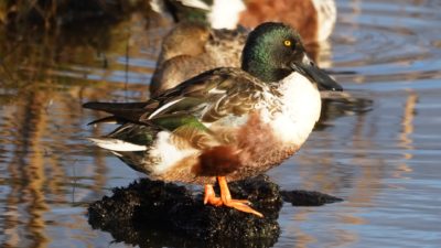 Northern shoveler