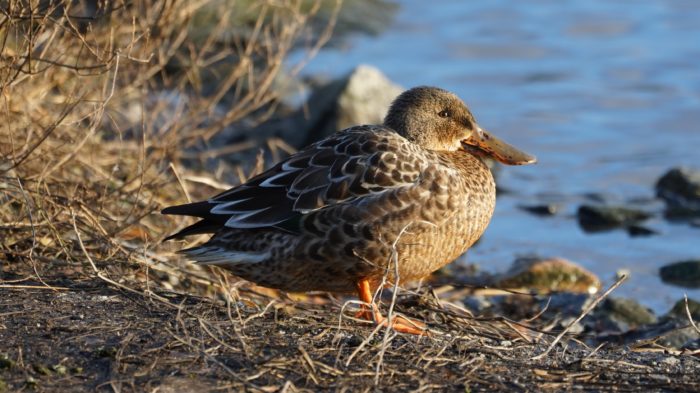 Northern shoveler female